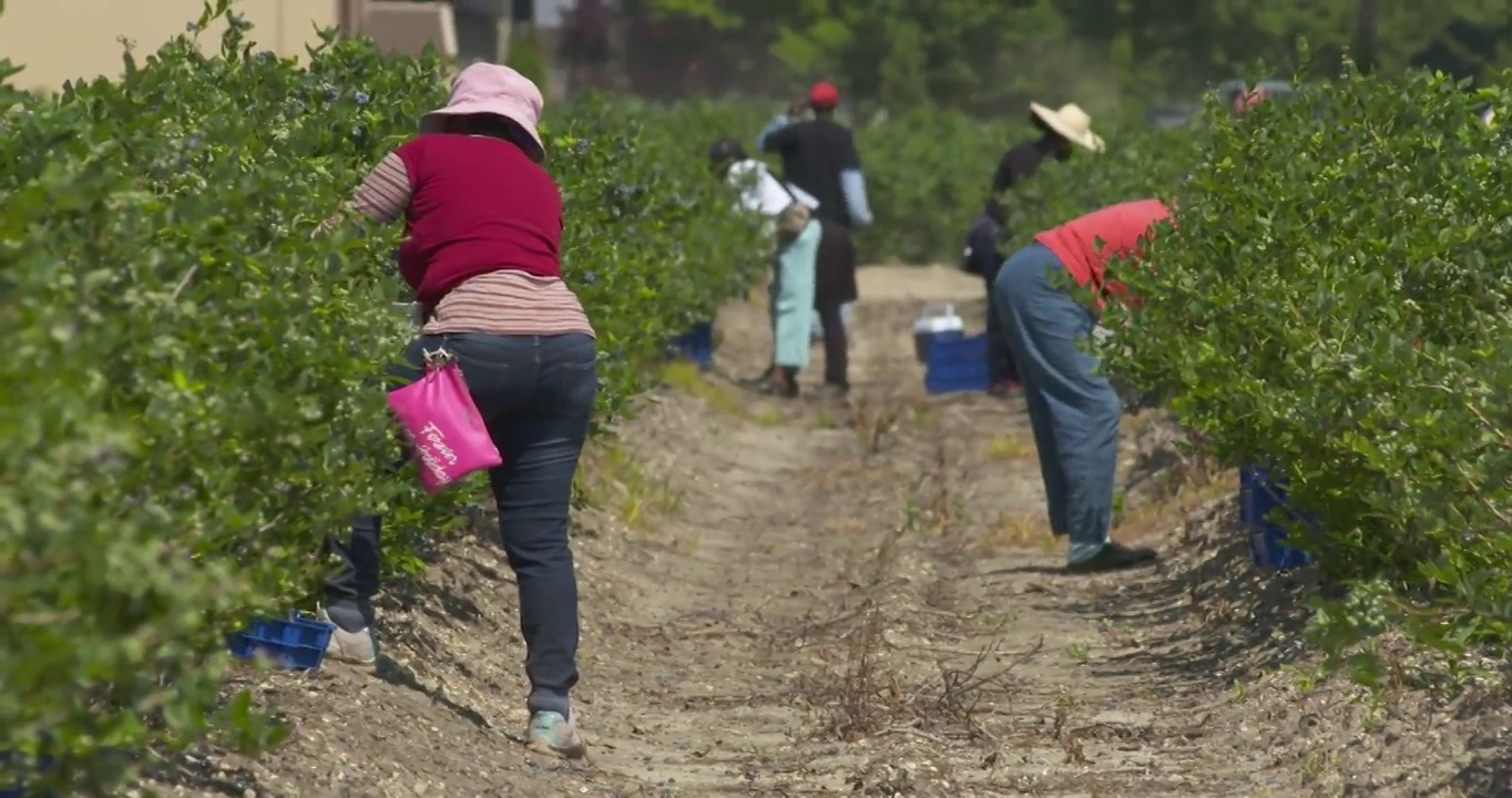 农民工在田里摘草莓#1视频素材