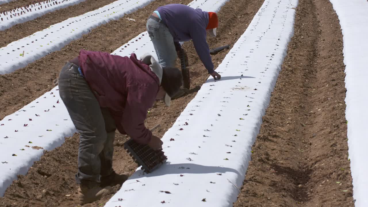 两个农民工在田里工作视频素材