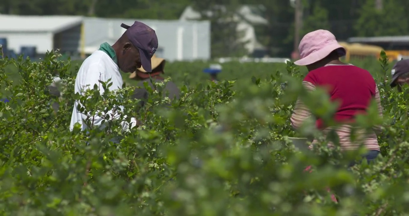 两个农民工在田里收获草莓视频素材