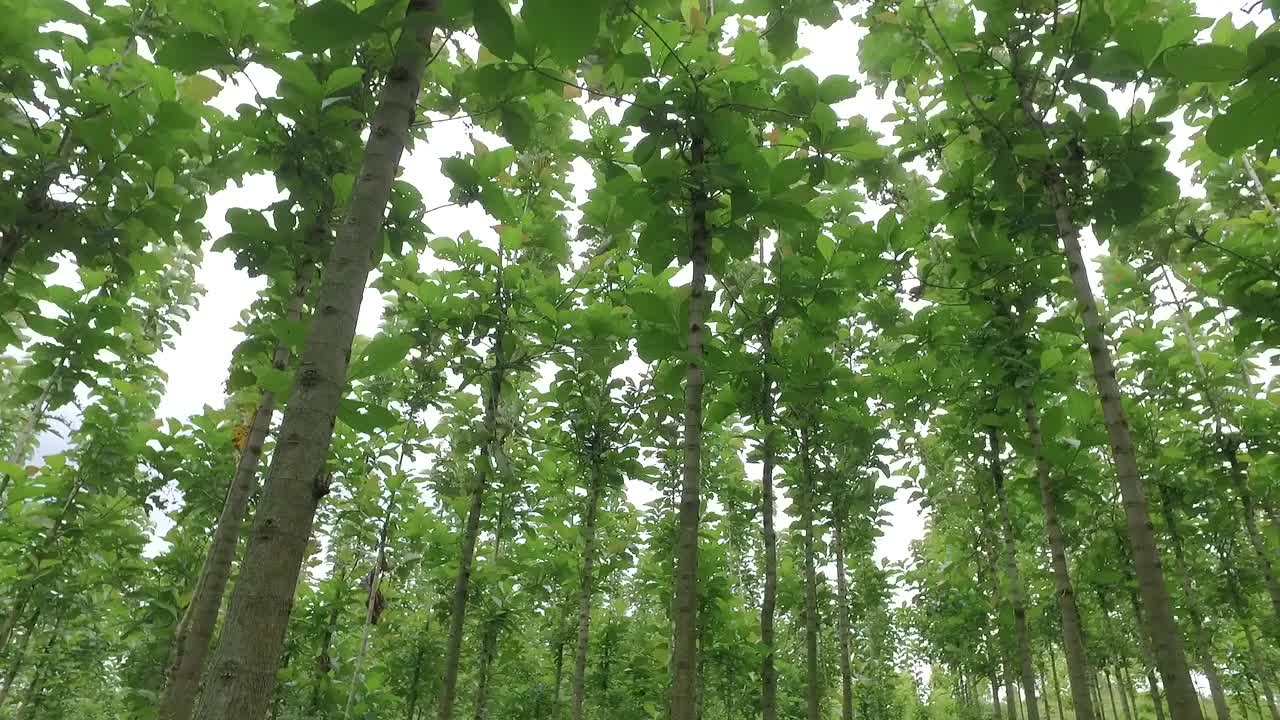 柚木树在绿色的森林视频下载