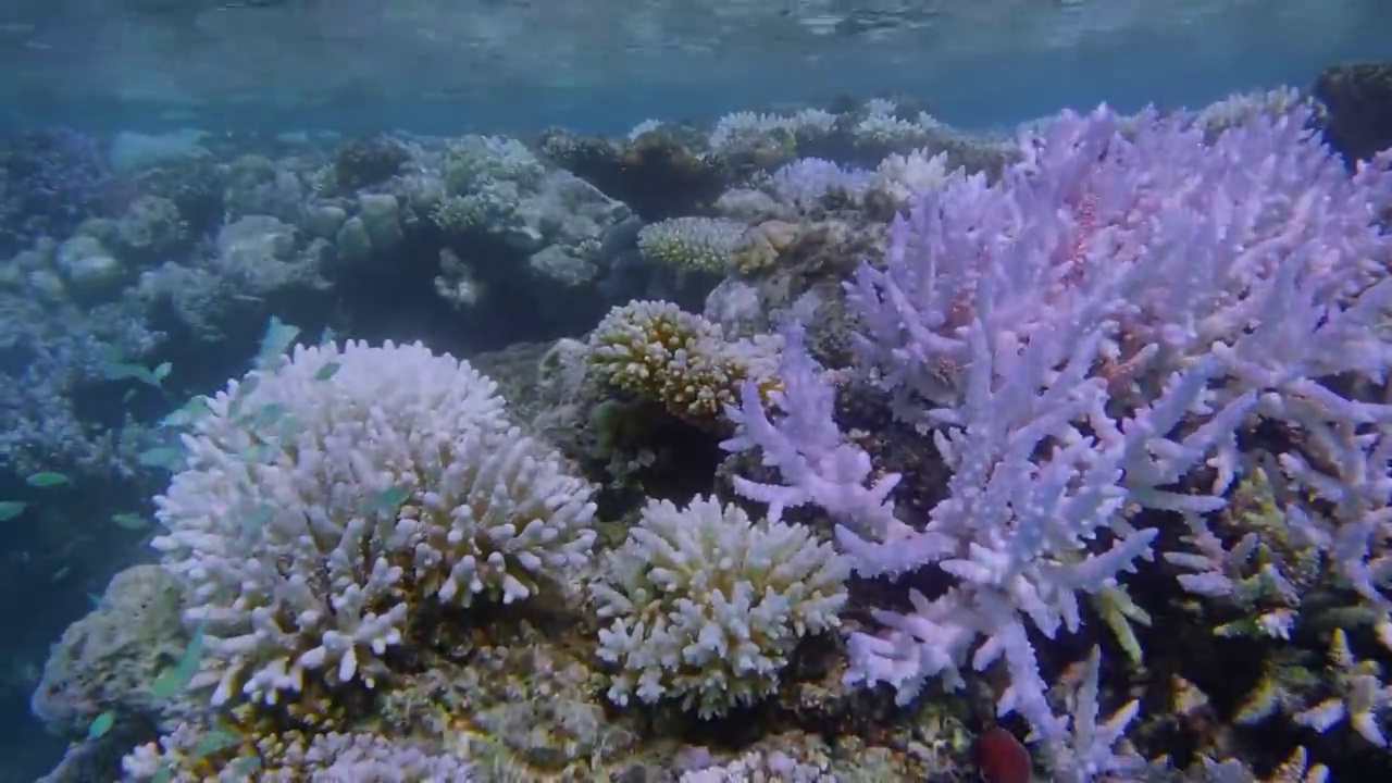 埃及-红海-马萨阿拉姆珊瑚礁上的紫色硬珊瑚科视频素材
