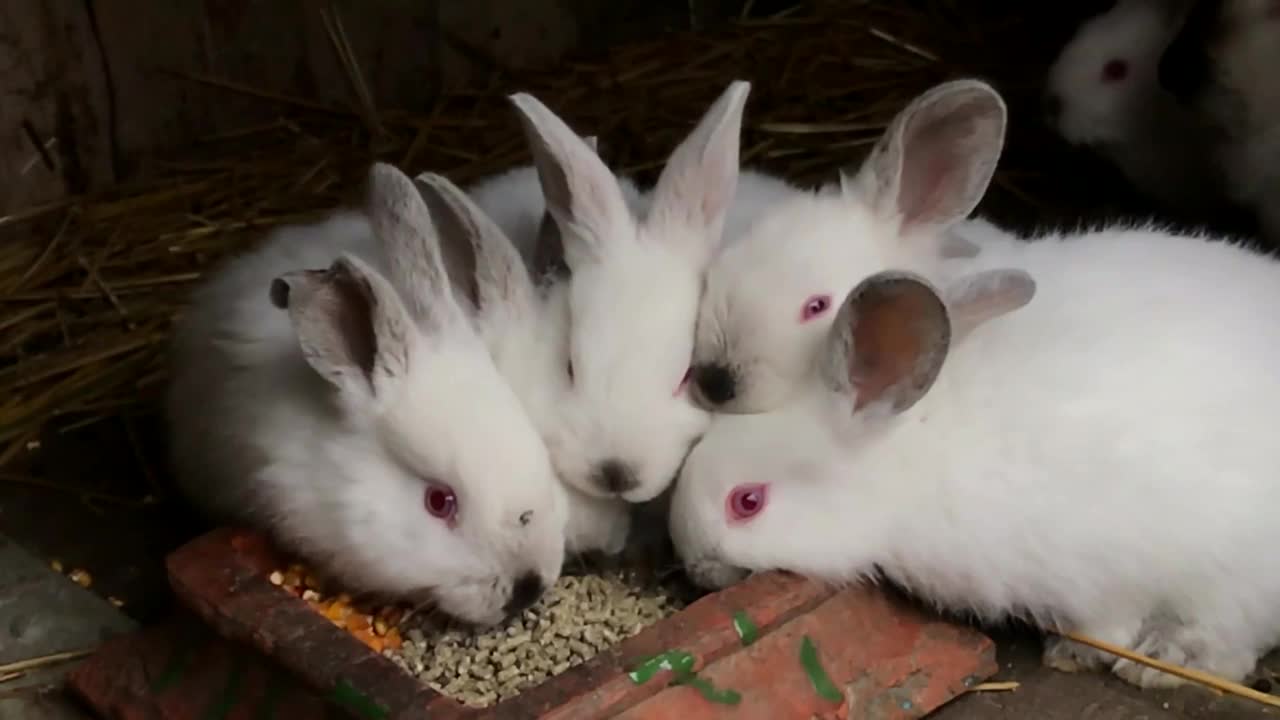 兔子和兔子。一窝兔子坐在窝里视频下载