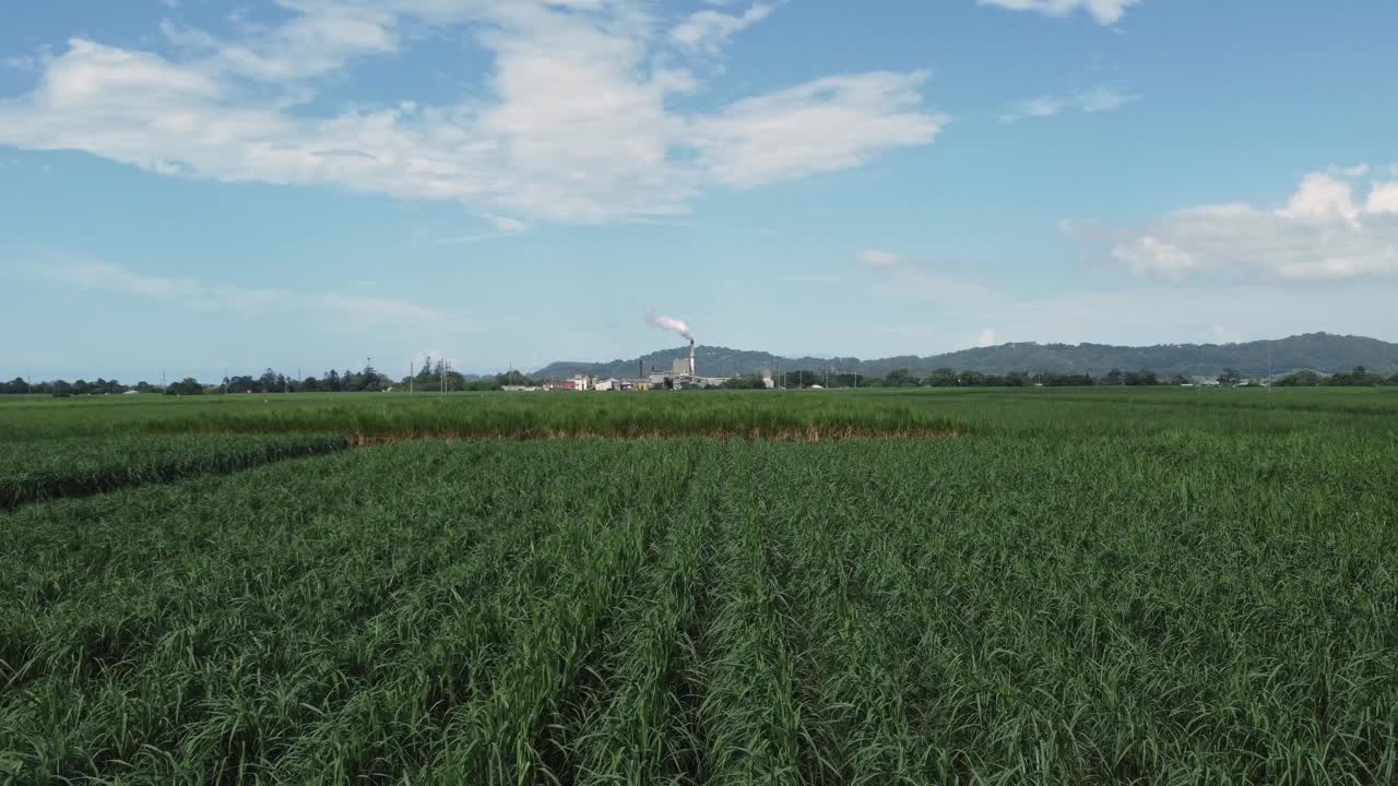 无人机拍摄澳大利亚特威德谷的甘蔗作物视频素材