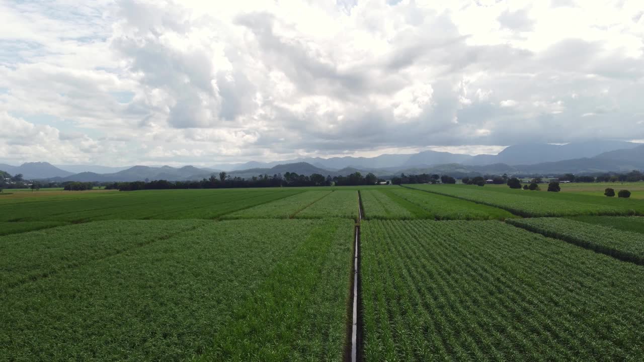 无人机拍摄澳大利亚特威德谷的甘蔗作物视频素材