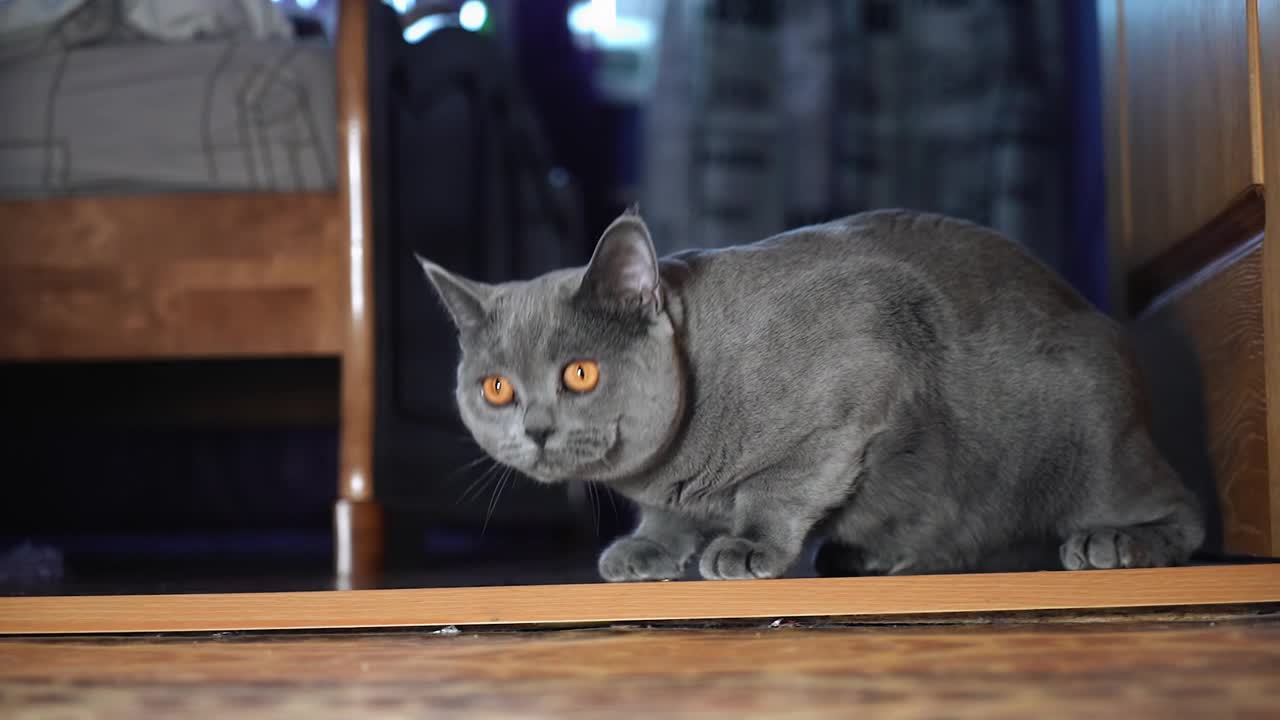 一只美丽的灰色英国猫在玩激光笔。这只猫有一双漂亮的黄色眼睛视频素材