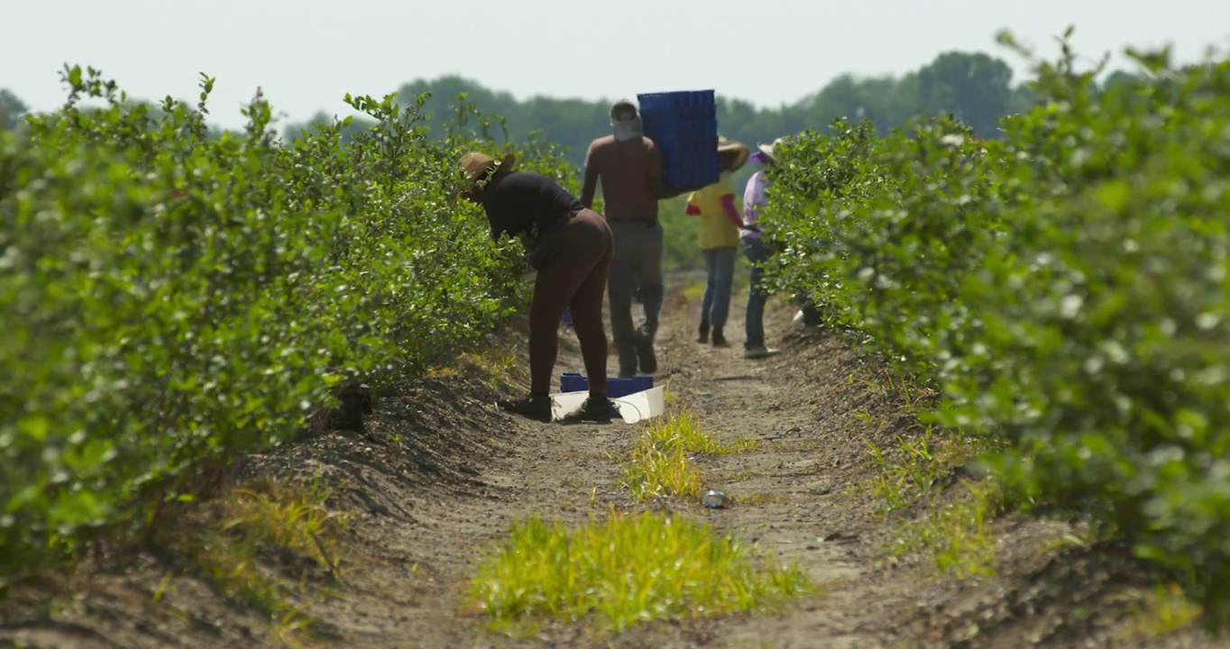 农民工采摘草莓视频素材
