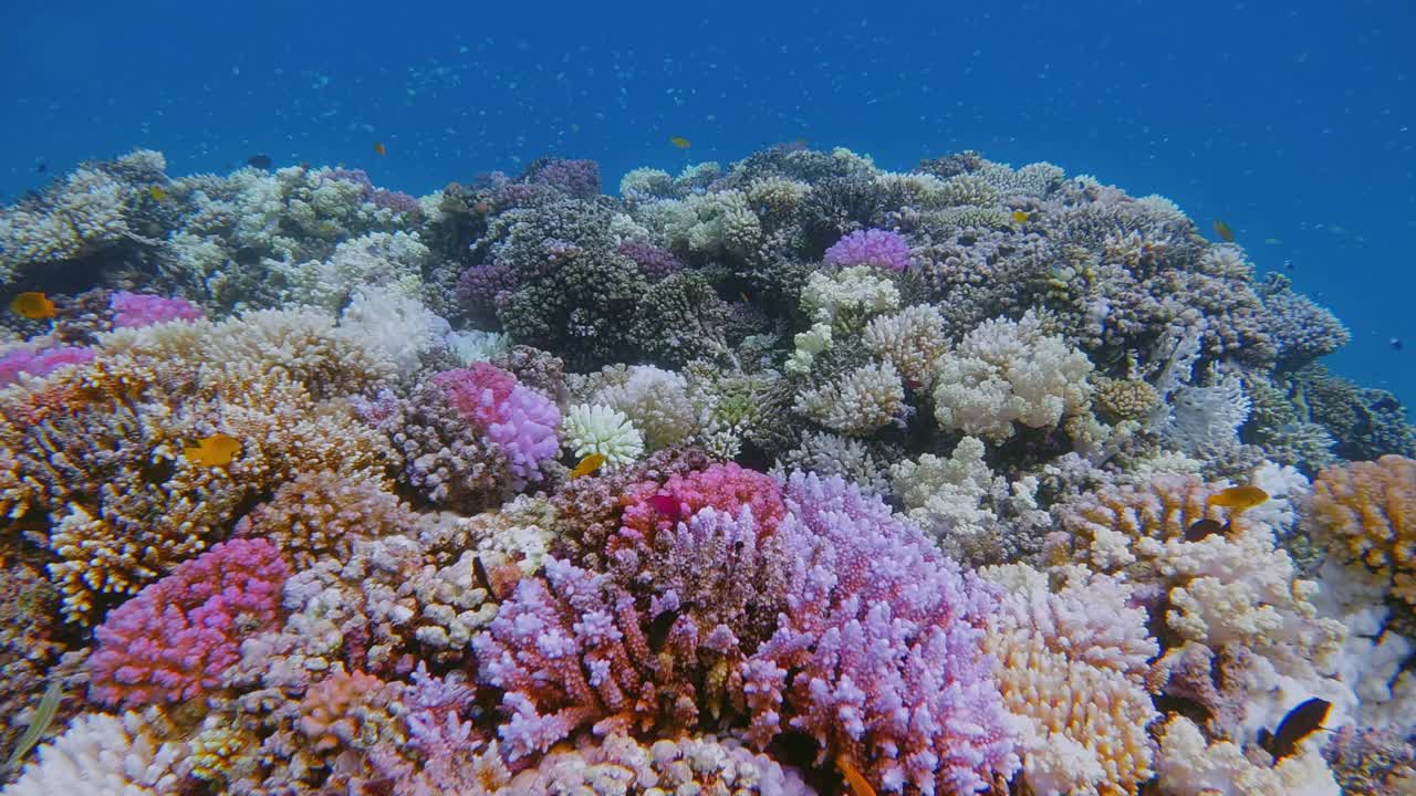 在美丽的珊瑚礁游泳在红海-马萨阿拉姆-埃及视频素材