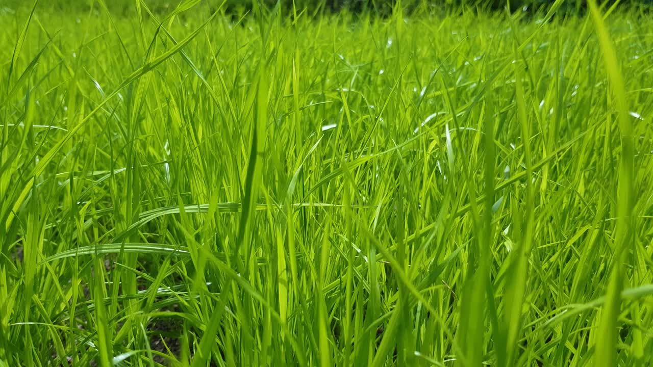 清新的绿草作为背景。视频下载