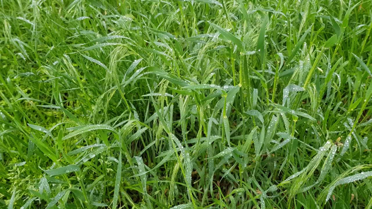 清新的绿草作为背景。草在微风中摇曳。草叶上的露珠清晰可见。视频下载