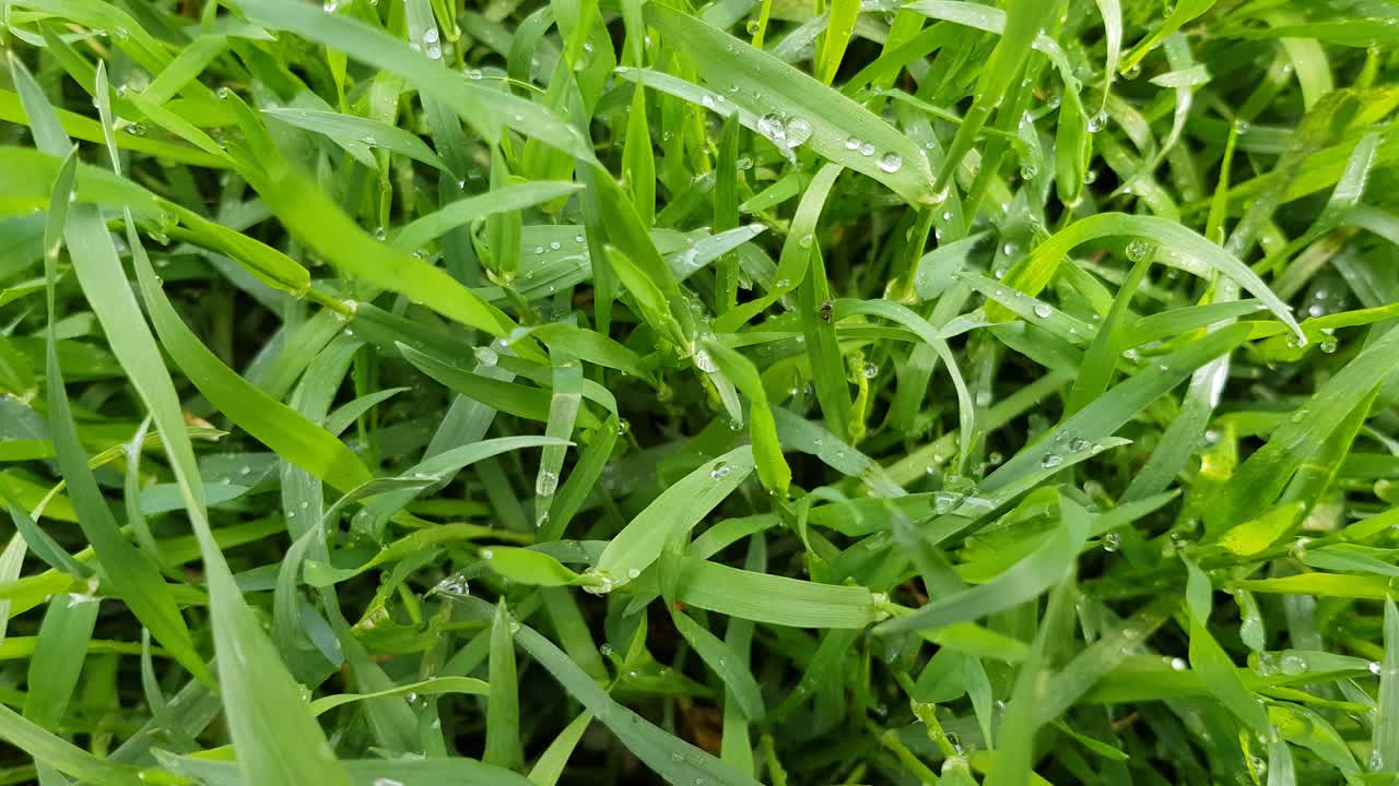 清新的绿草作为背景。草在微风中摇曳。草叶上的露珠清晰可见。视频下载