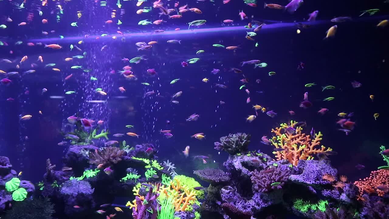 水族馆里一群彩色的热带鱼。视频素材