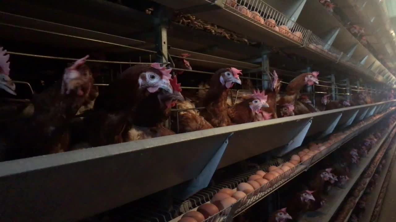 一个现代化的家禽工厂的运输线上的新鲜棕色鸡蛋视频素材