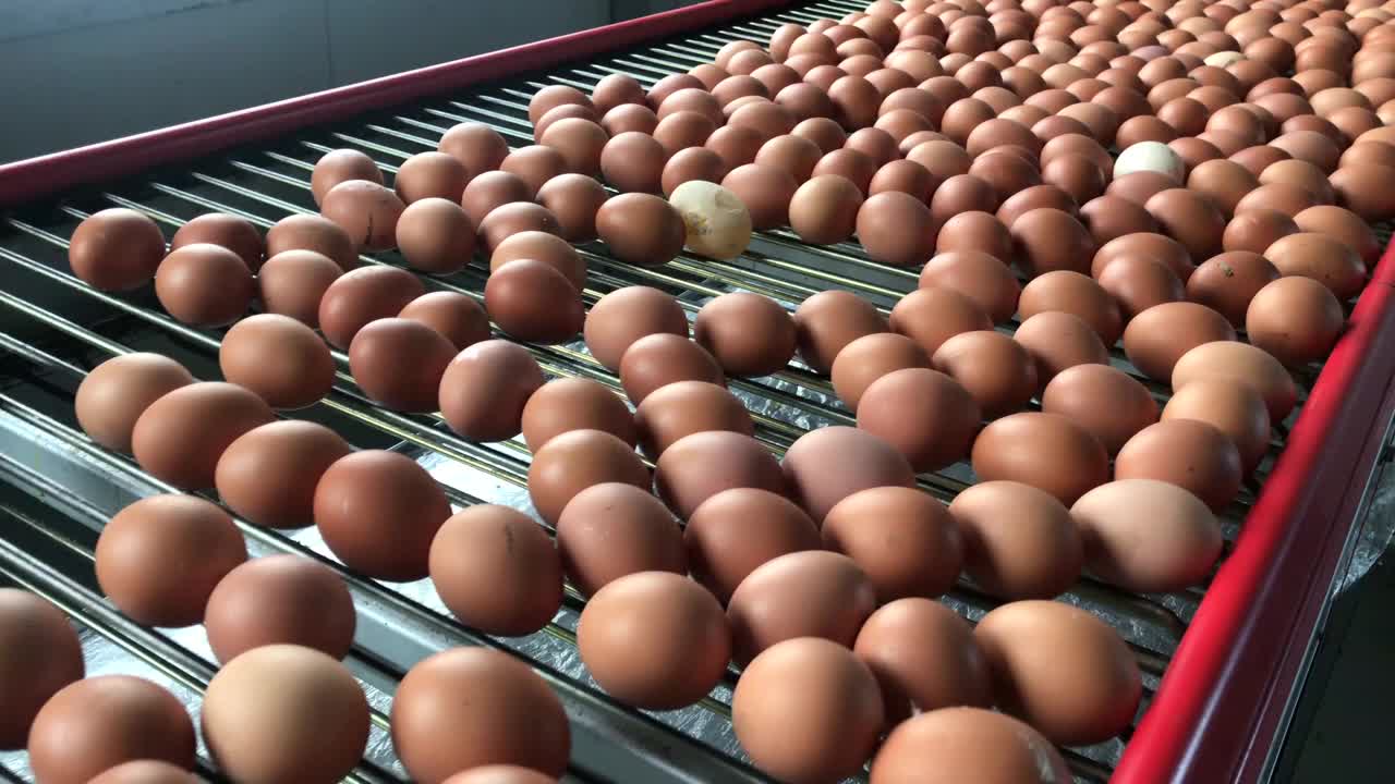 一个现代化的家禽工厂的运输线上的新鲜棕色鸡蛋视频素材