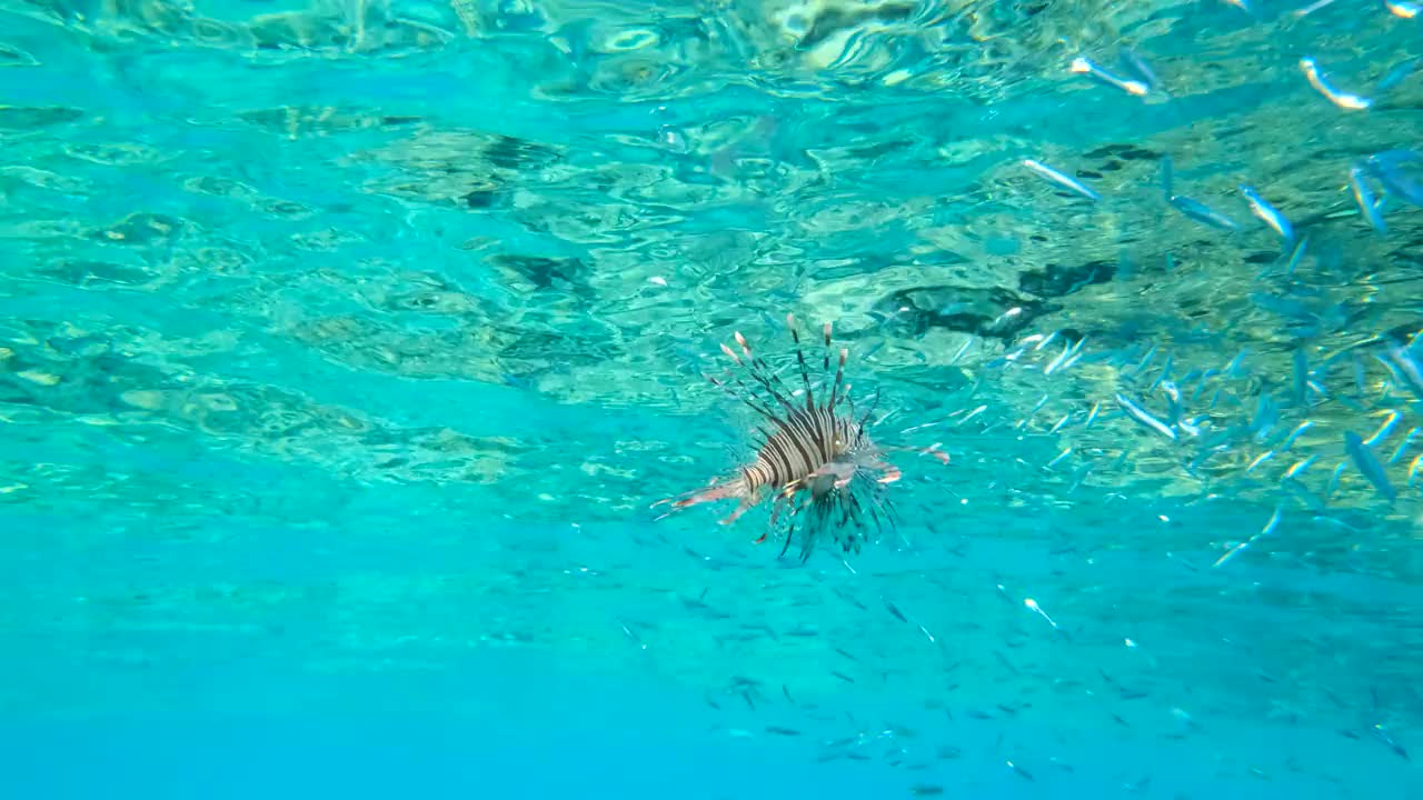 狮子鱼在珊瑚礁附近的水面下捕食鱼群的特写镜头。红狮鱼(Pterois volitans)海洋中的水下生物(4 -60磅)。视频素材