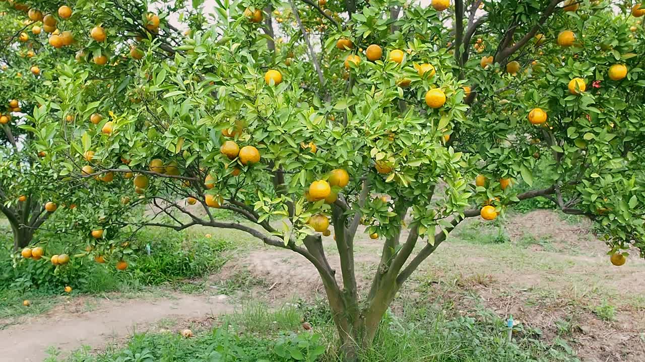 在橘子种植园里，橙枝上长满了绿叶。成熟和新鲜的橘子挂在枝头，橘子园。视频素材