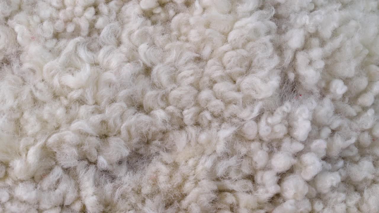 羊皮毛。视频素材