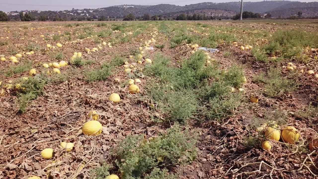 黄色的瓜。在农地里收获甜瓜。视频素材