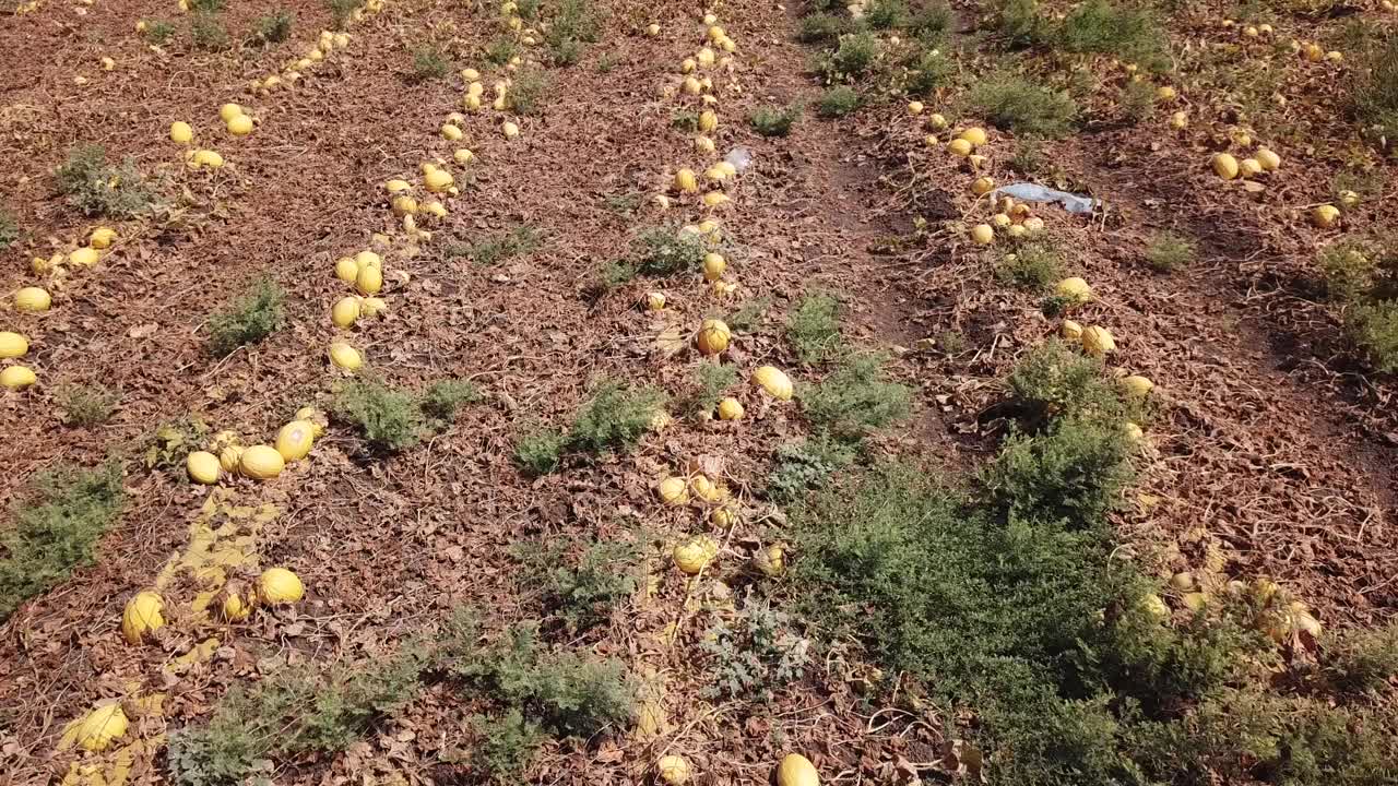 黄色的瓜。在农地里收获甜瓜。视频素材