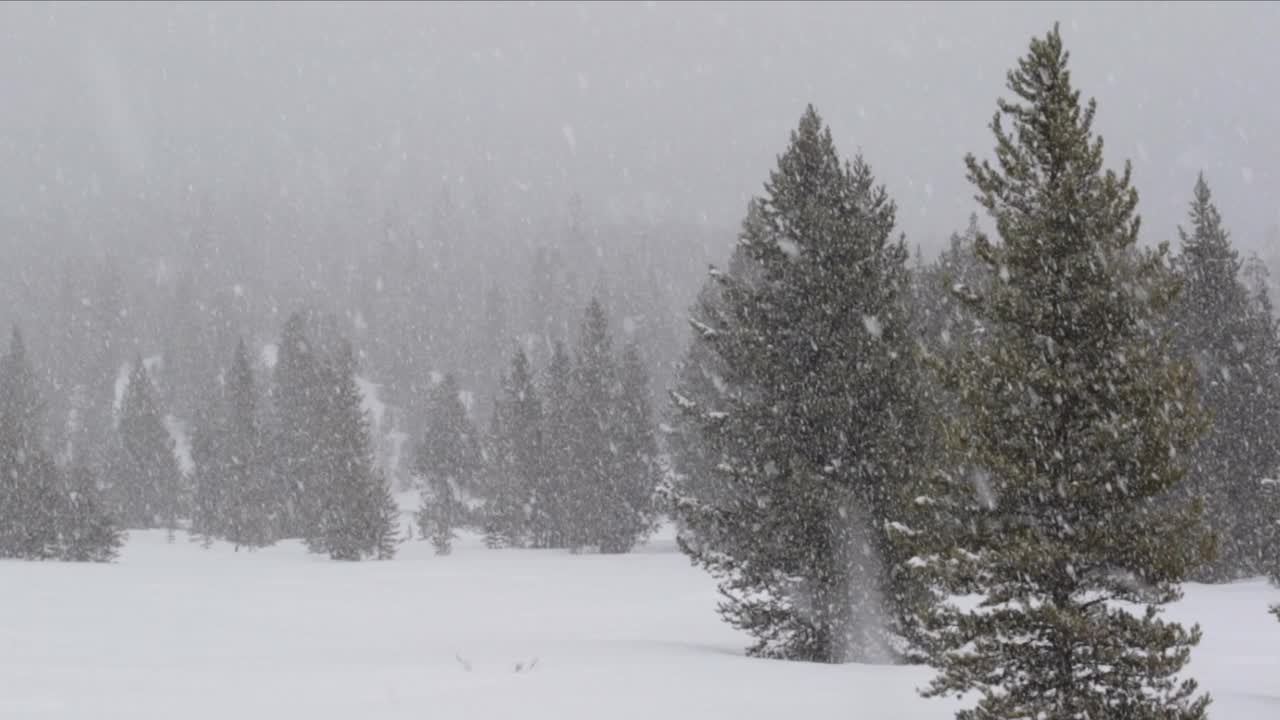 WS 4K平移拍摄的冬季森林与新鲜降雪视频下载