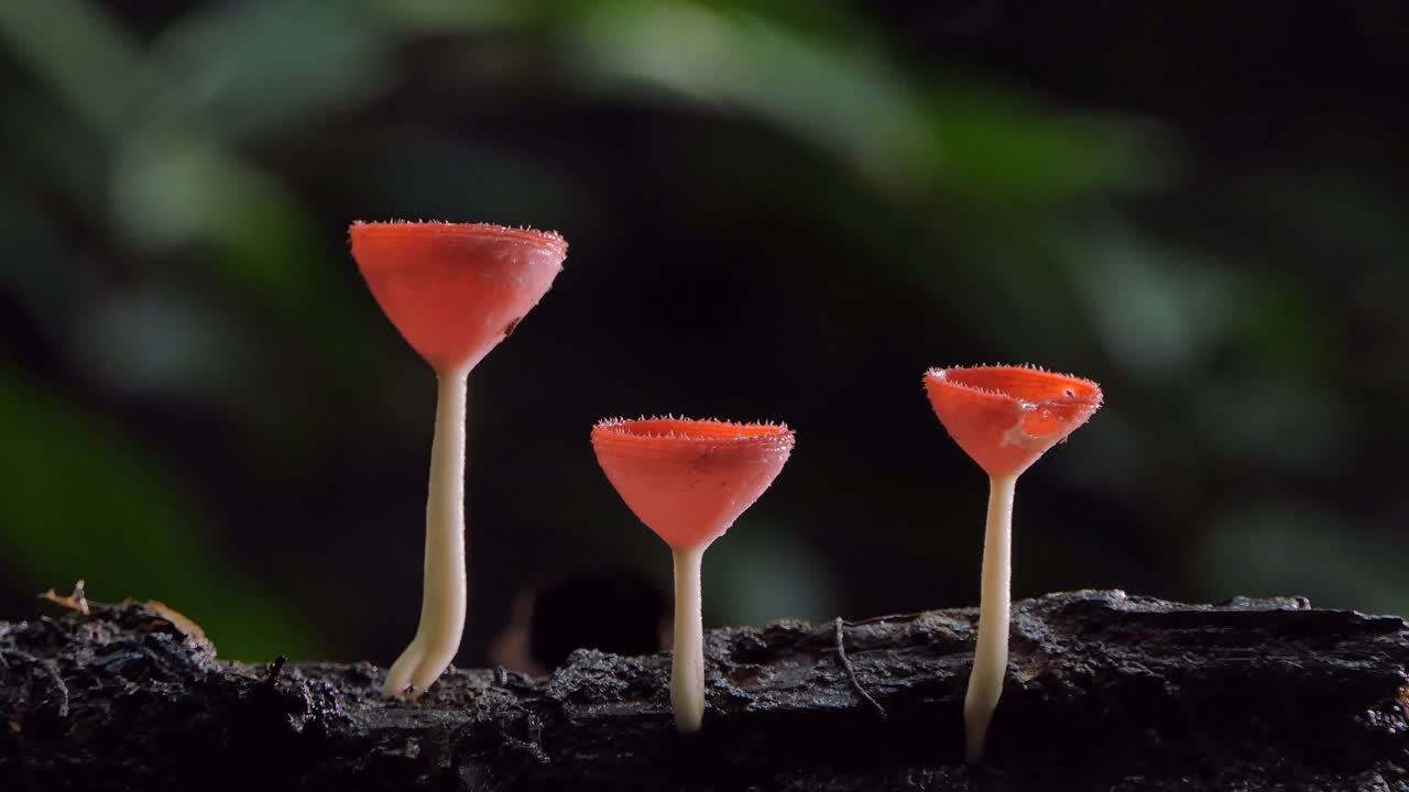 木材上的红蘑菇视频下载