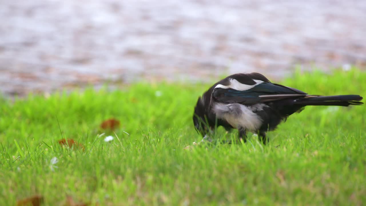小喜鹊追逐老鸟吃腐肉，英格兰北约克郡凯顿视频下载