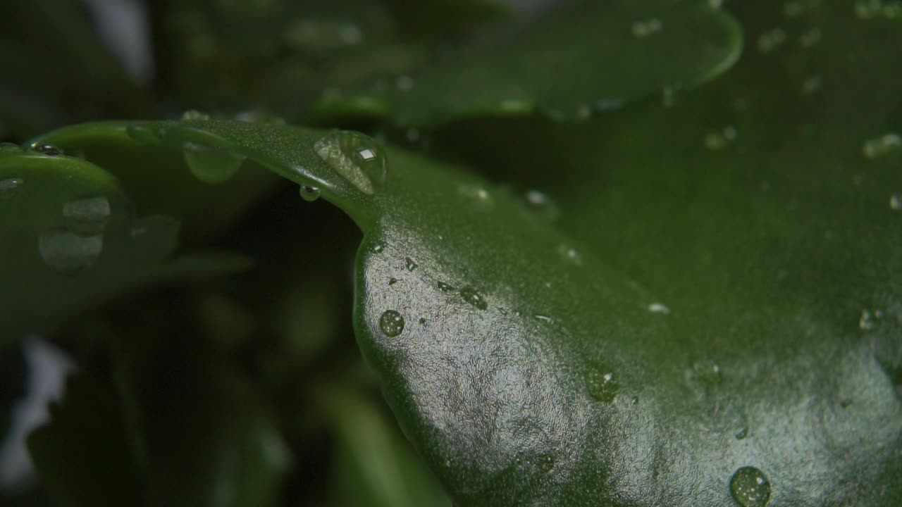 清澈的水洒落在绿色的热带kalanche叶子上视频素材
