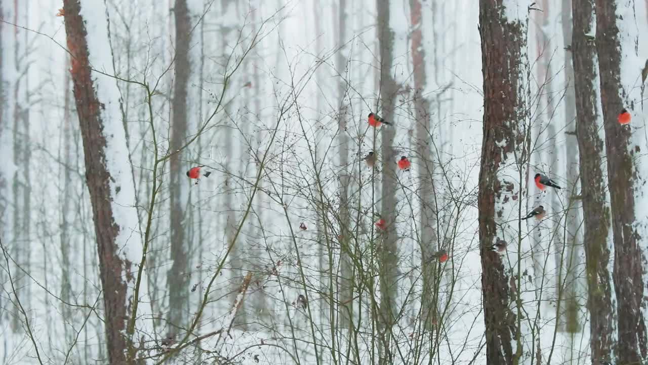 一群欧亚红腹灰雀，普通红腹灰雀-在暴风雪期间冬天雪地森林的灌木丛上栖息的红腹灰雀。美丽的雪林在刮风的日子。下雪的天气视频素材