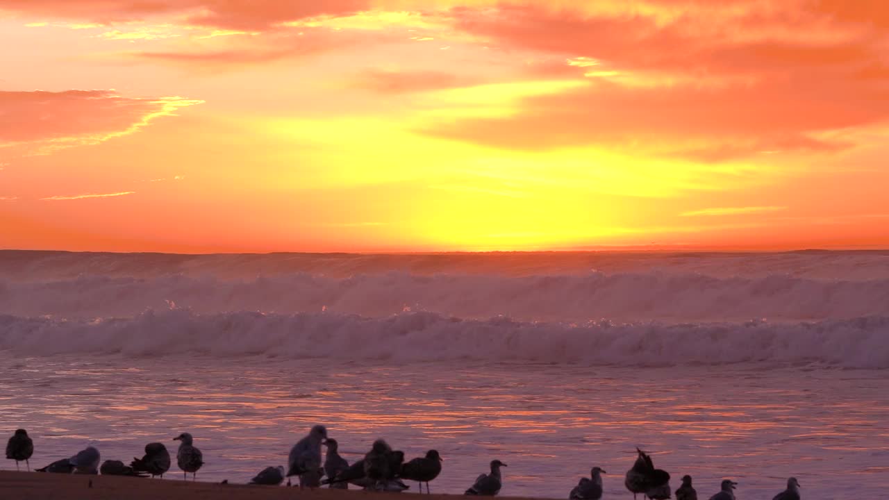 海面上的落日和海滩上的鸟群视频素材