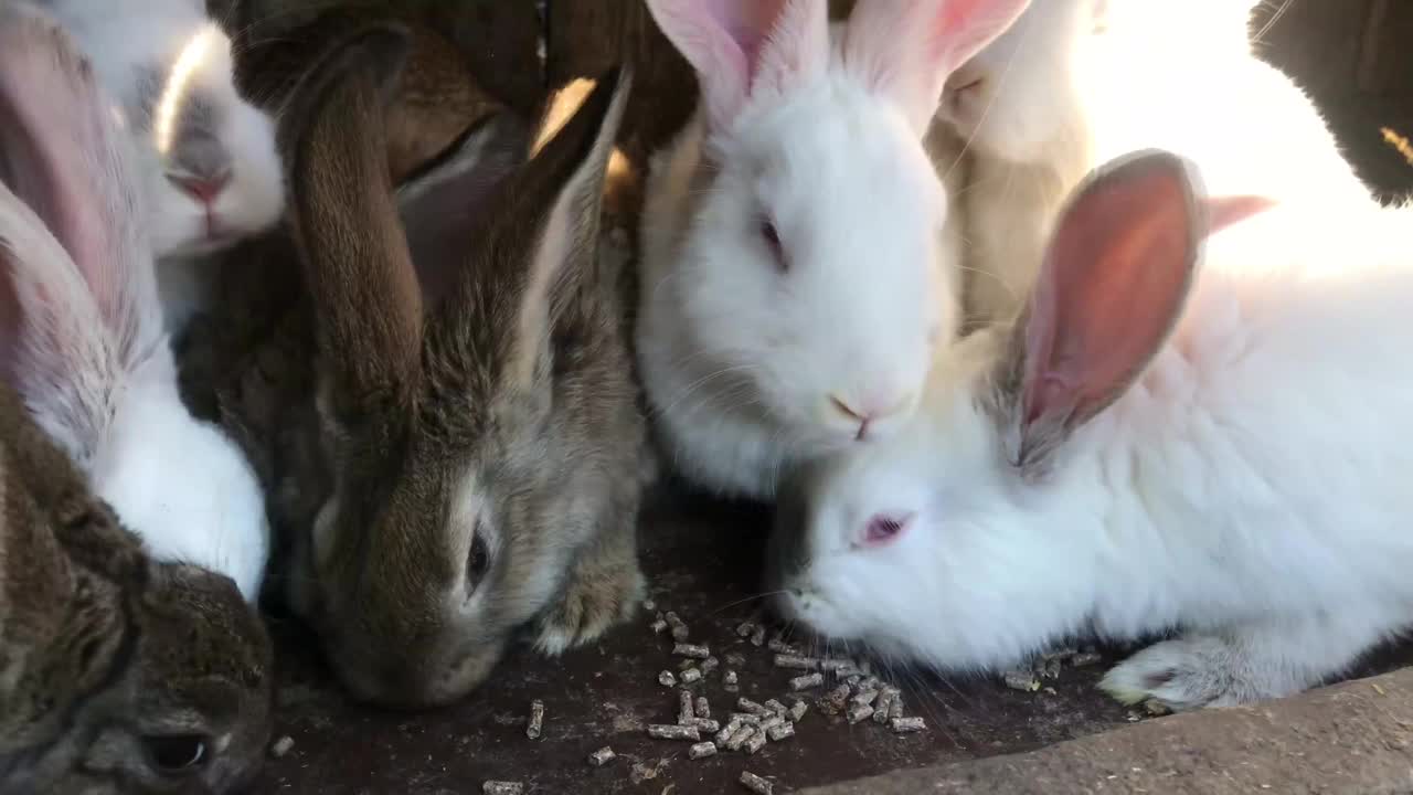 农场里一群正在吃东西的白兔视频下载