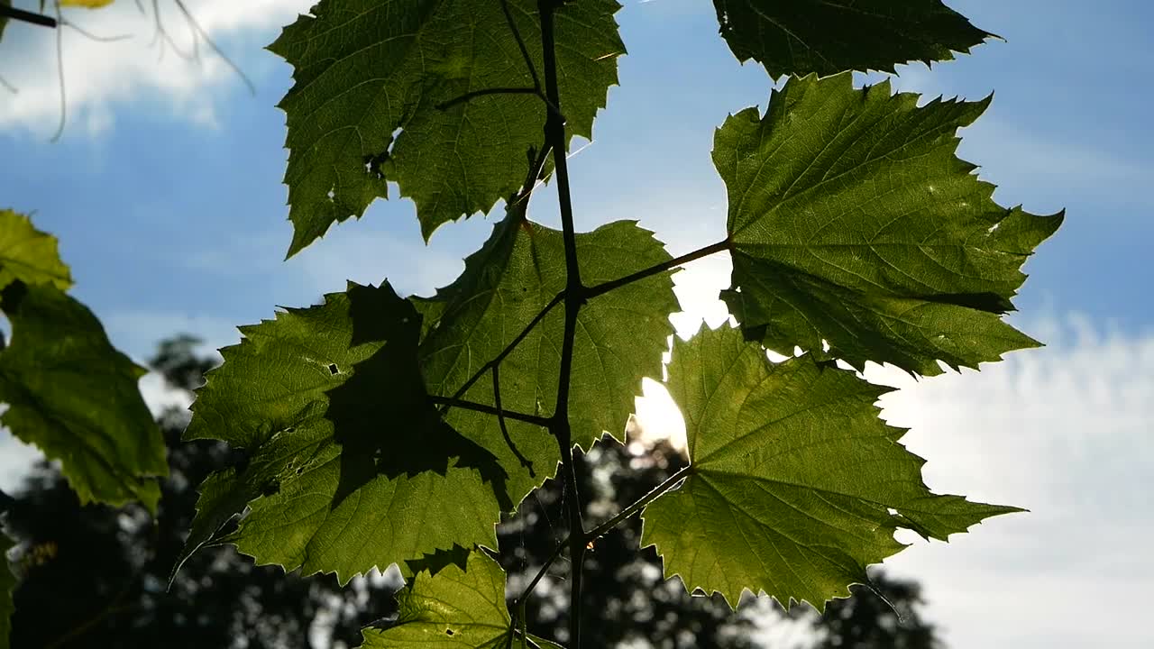 葡萄叶子在晴朗的天空背景视频素材