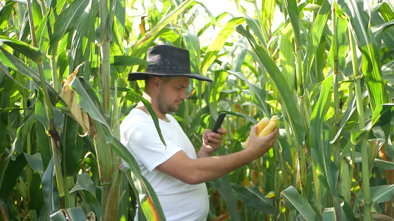 一位年轻的农民正在视察一片玉米地。视频素材