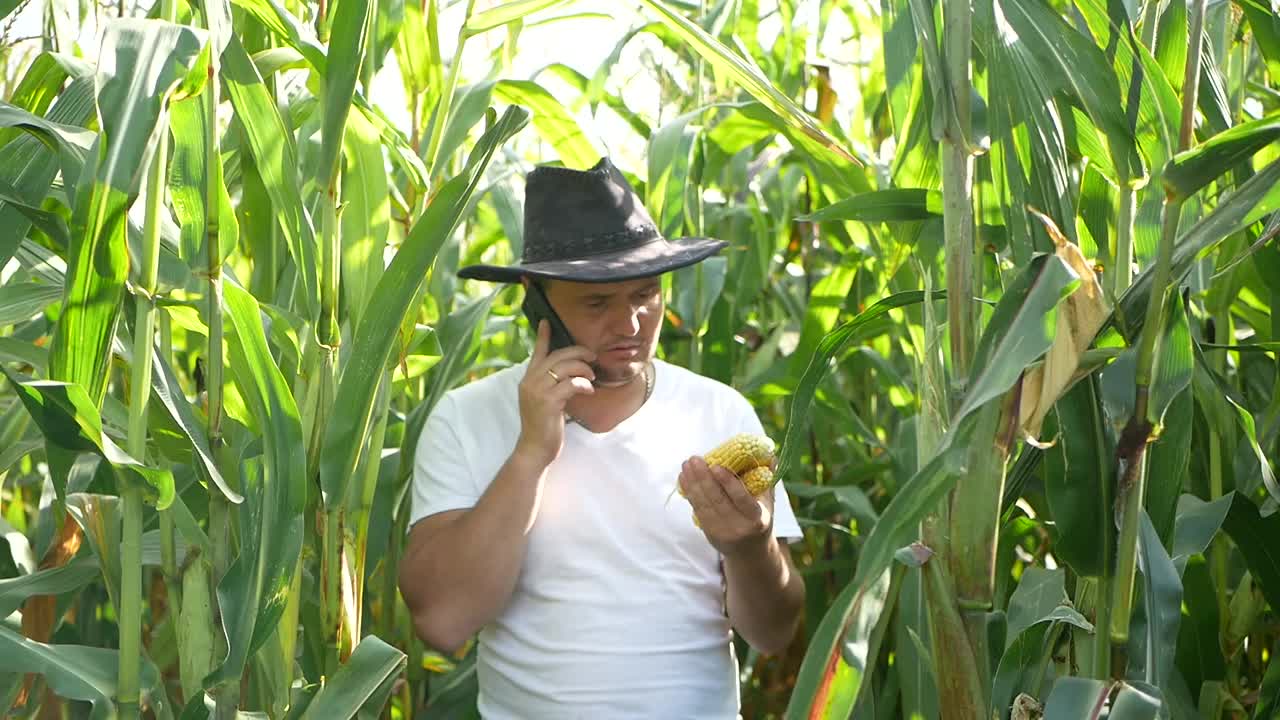 一位年轻的农民正在视察一片玉米地。视频素材
