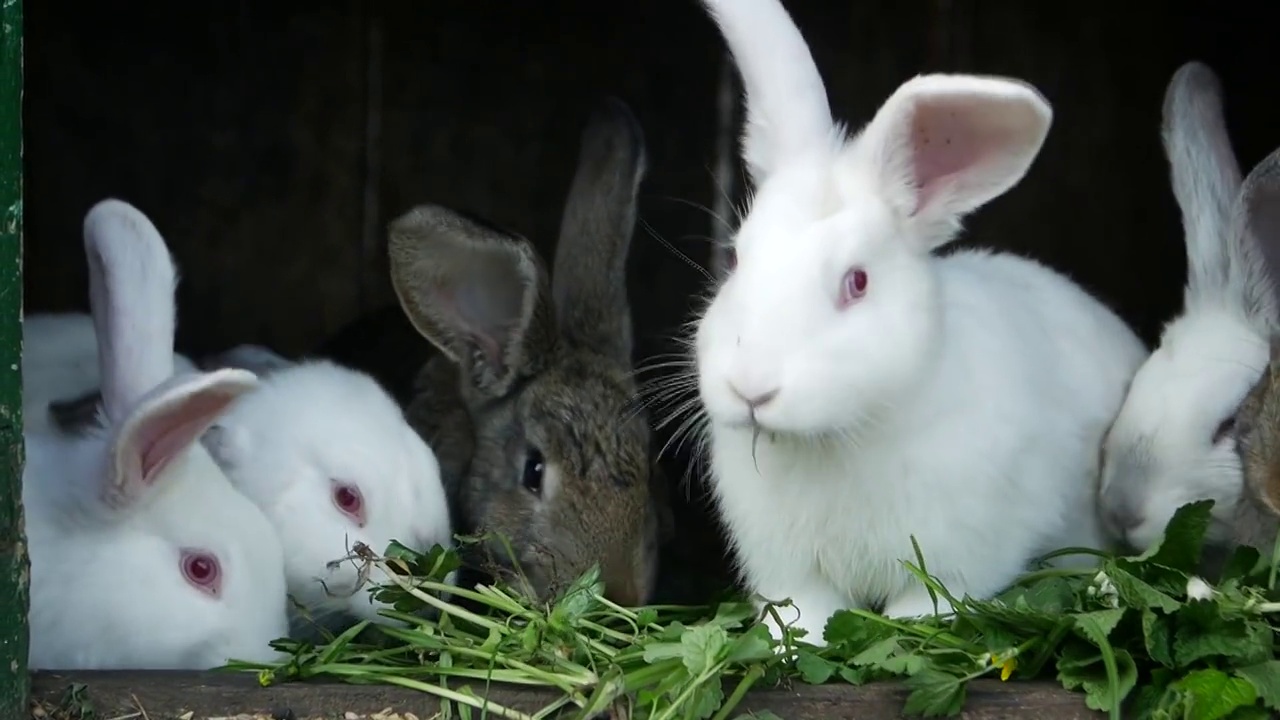 一群小白兔，漂亮的小白兔视频下载