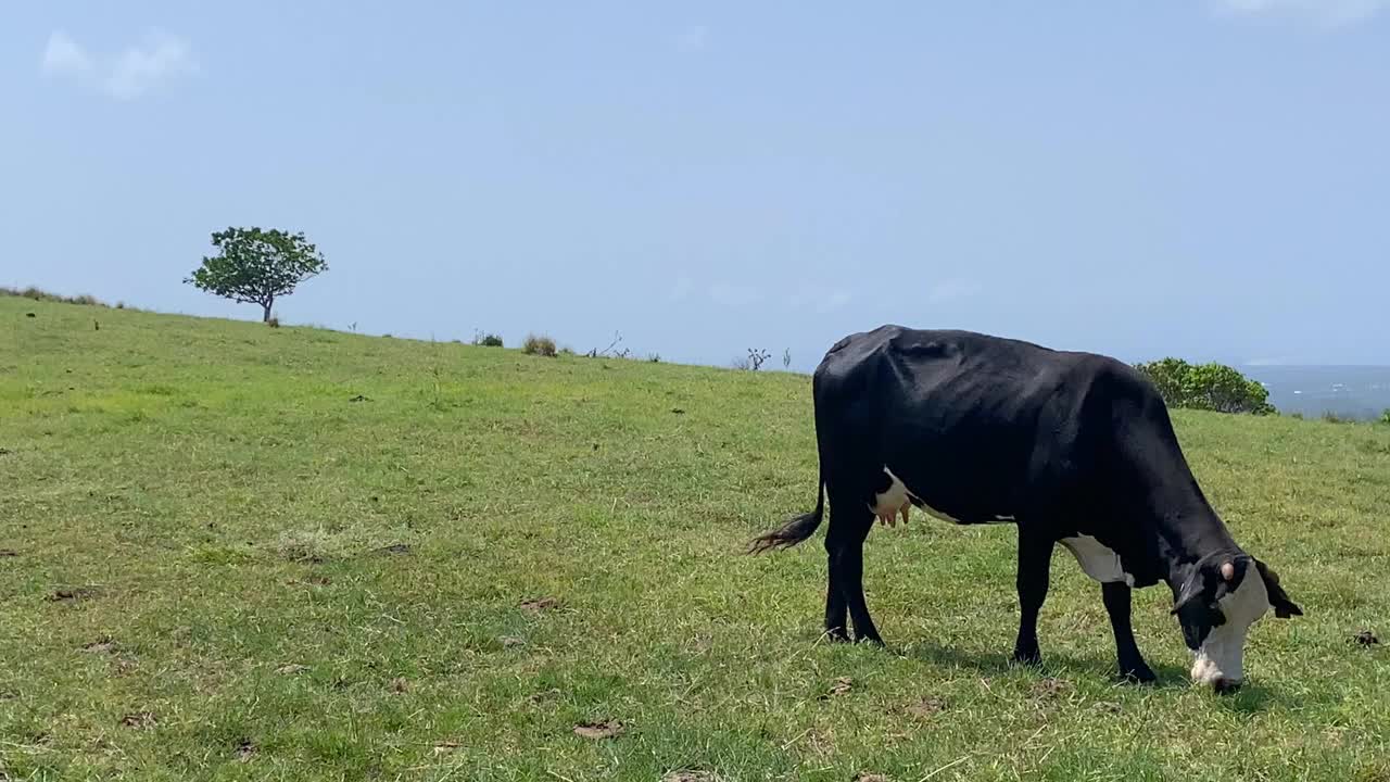 牛在澳大利亚农村开阔的平原上吃草视频下载