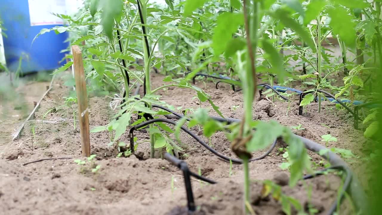 温室里的番茄是用滴灌灌溉的。现代灌溉系统用于农业和蔬菜栽培、工业视频素材