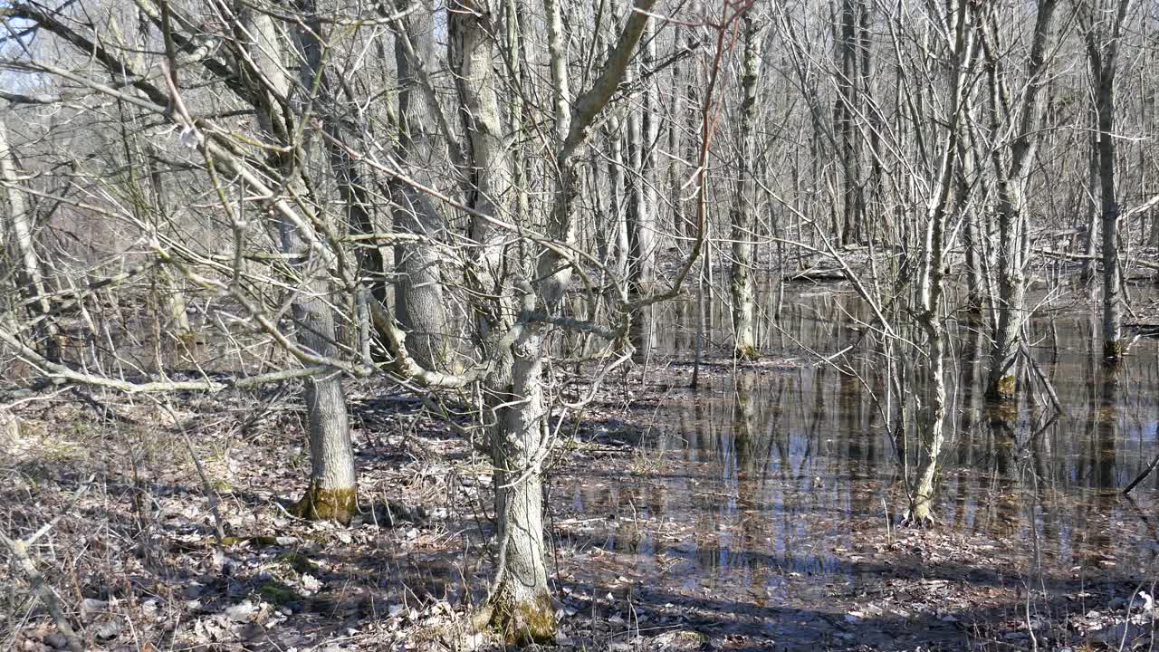 满是光秃秃的树木和死水的森林视频素材