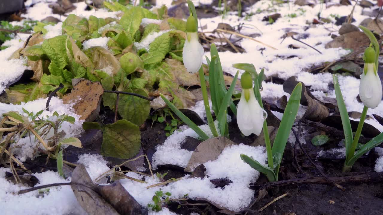 美丽的雪花莲盛开，春天的雪视频下载