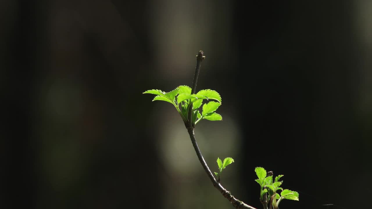 嫩绿的春树枝头的嫩芽在微风中缓缓移动，白天在森林里让人实时感受视频素材