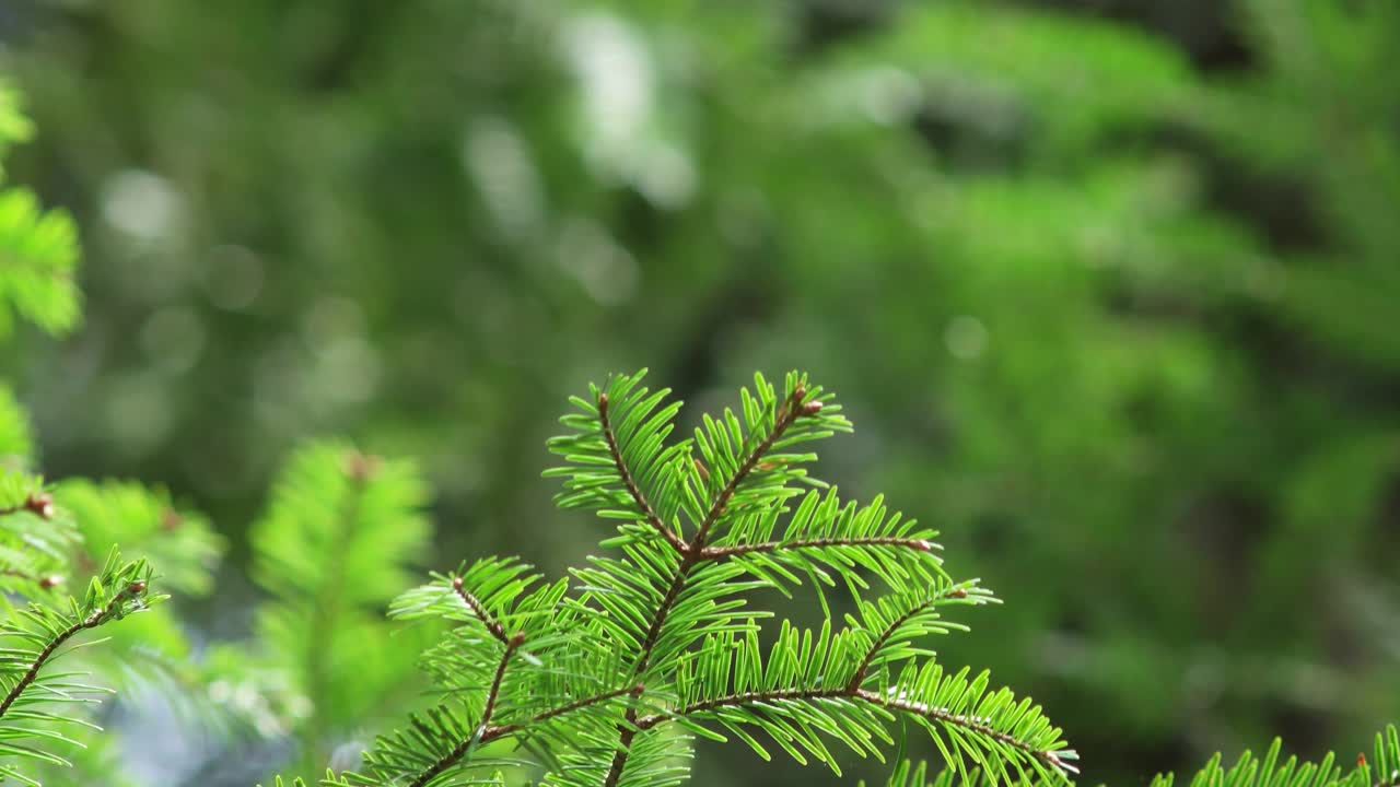 翠绿的春松在树枝上的针叶在微风中缓缓移动，白天在森林里让人实时感受视频下载