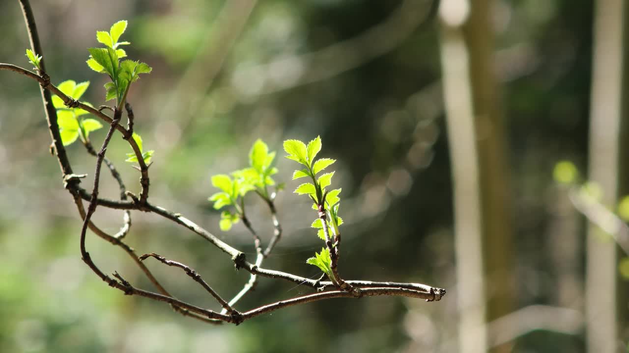 嫩绿的春树枝头的嫩芽在微风中缓缓移动，白天在森林里让人实时感受视频素材