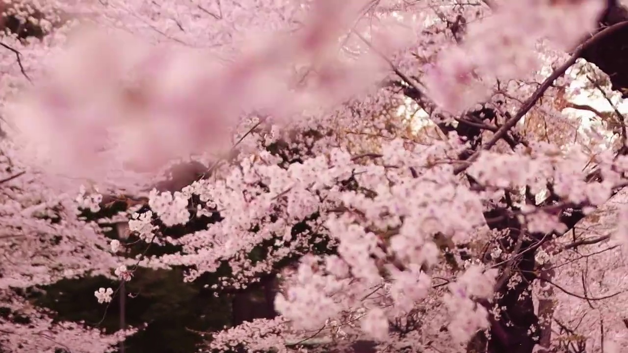 美丽的樱花在日本盛开视频下载