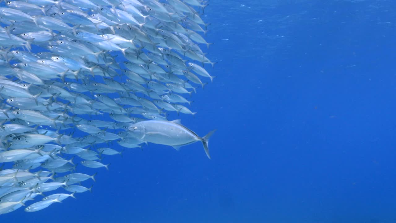 狩猎马眼杰克在鱼饵球，鱼群在蓝绿色的水珊瑚礁在加勒比海，库拉索岛视频下载