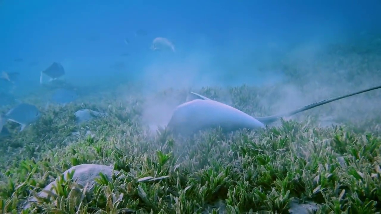黄貂鱼在红海-马萨阿拉姆-埃及视频下载