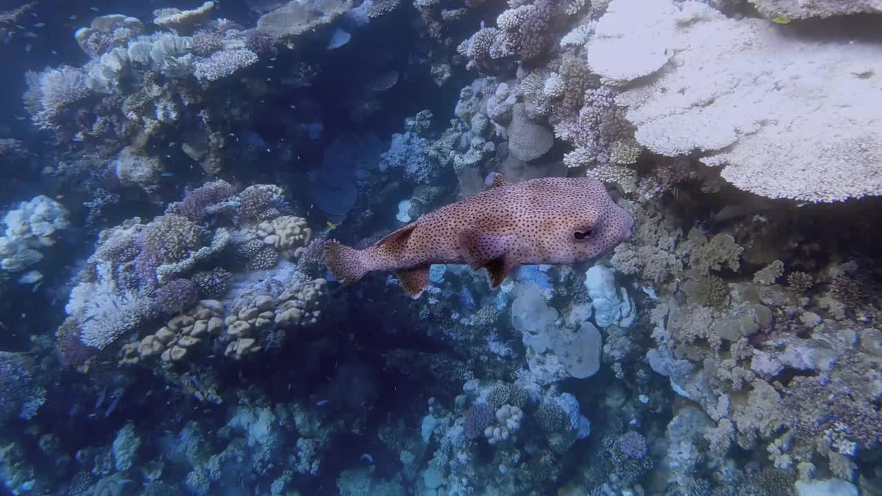 埃及红海的斑鳍豪猪鱼科河豚视频素材