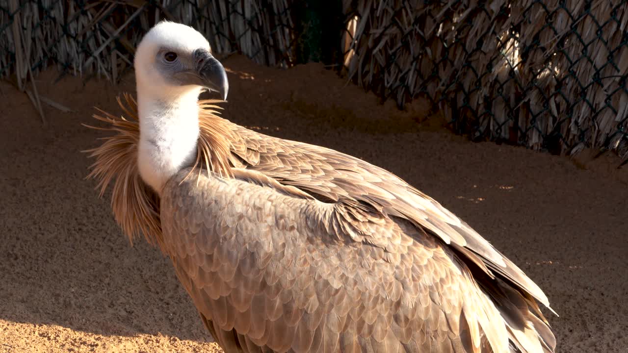 一个巨大的垂面秃鹫或努比亚秃鹫(Torgos tracheliotos)在保护区的特写。视频素材