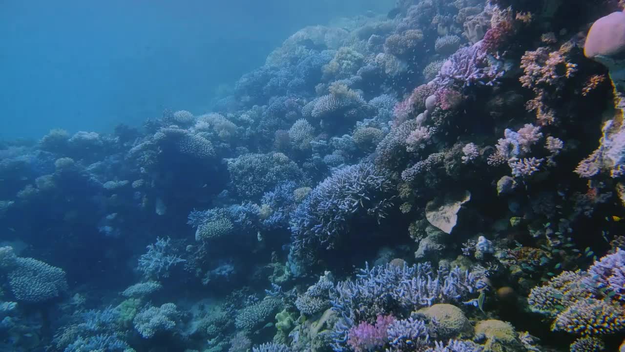 红海上的海洋生物-马萨阿拉姆-埃及视频下载