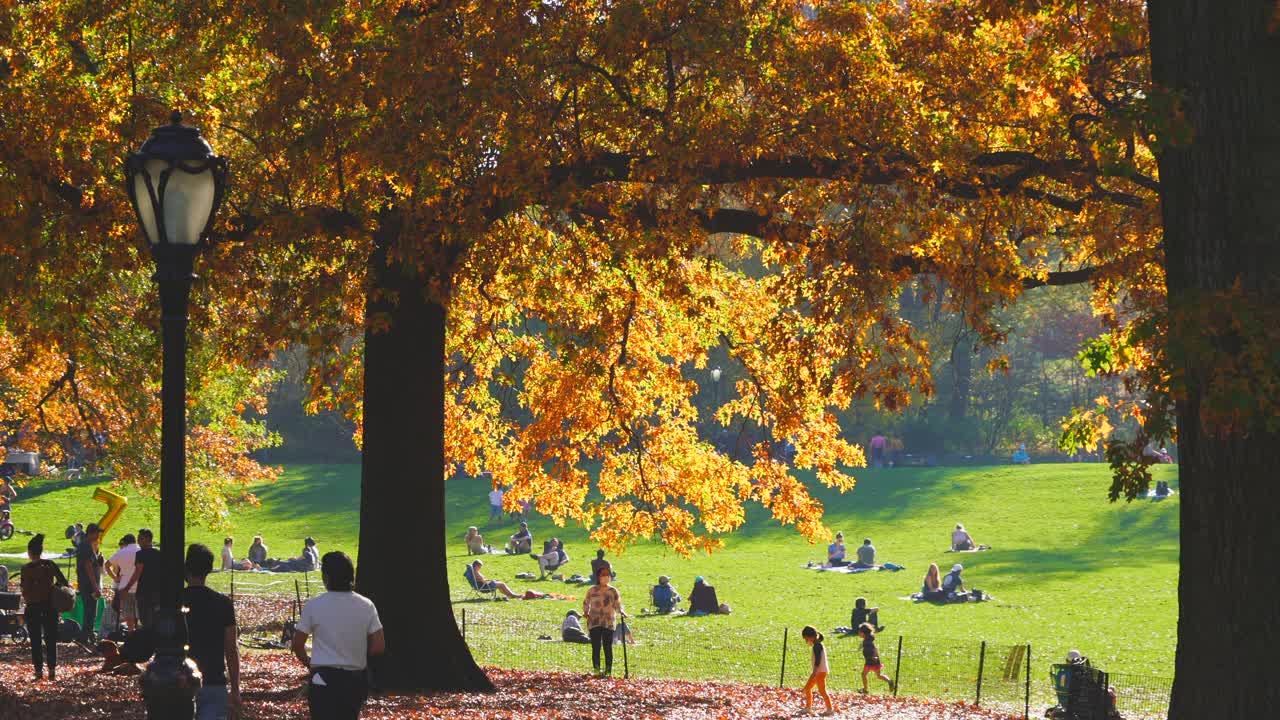 在纽约中央公园，人们戴着口罩走在秋日树木间的小路上。视频下载