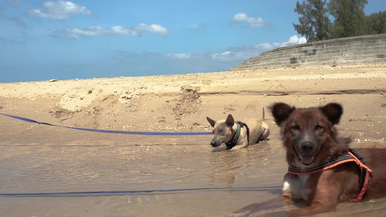 残疾狗在热带海滩的海水中降温视频下载