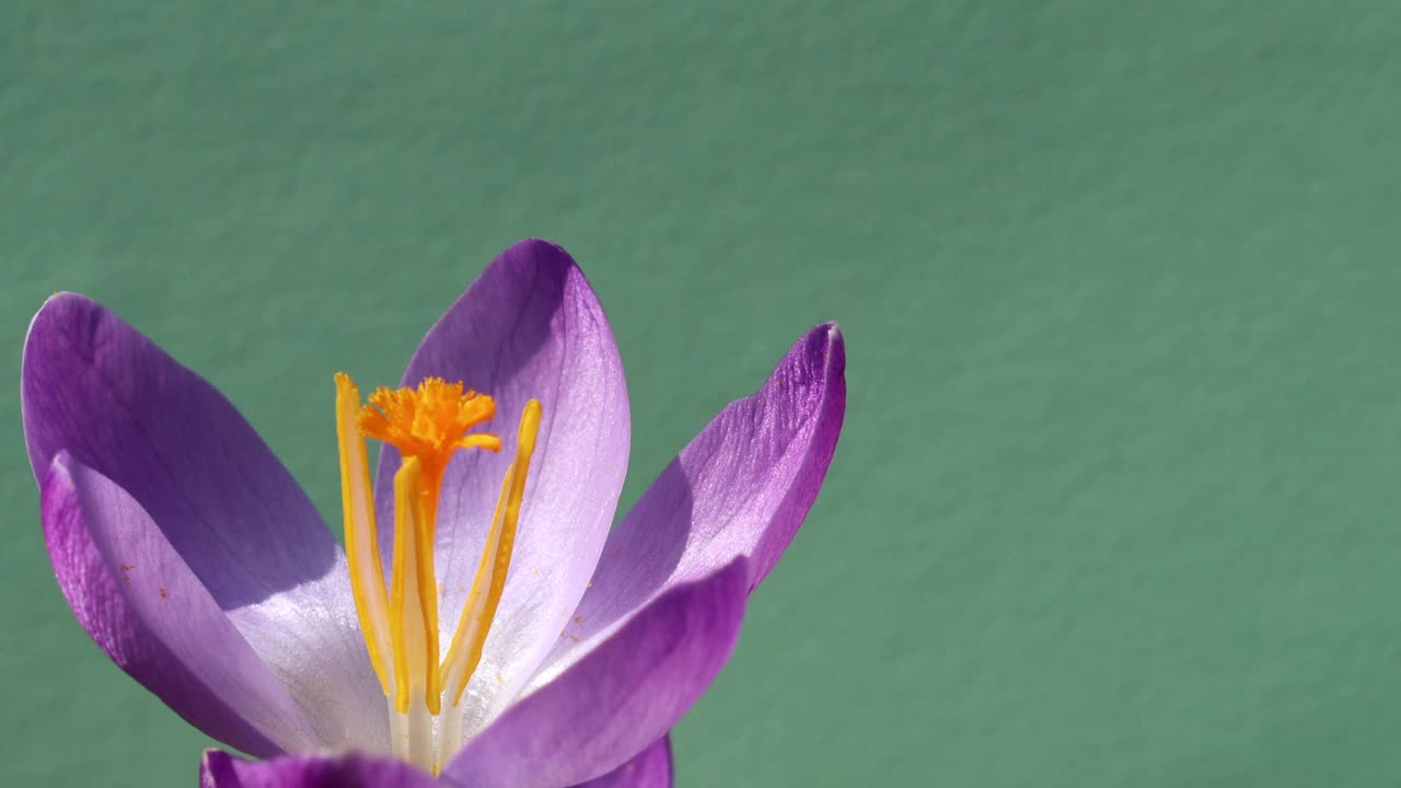 蜜蜂授粉紫色番红花-详细的4K视频蜜蜂授粉粉红色的花头紫色番红花在绿色的背景视频素材
