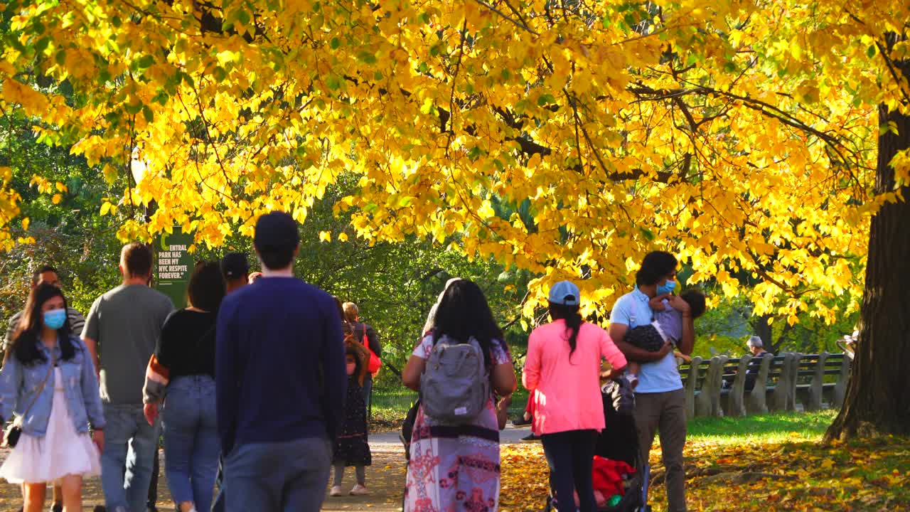 在纽约中央公园，人们戴着口罩走在秋日树木间的小路上。视频素材